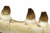 Partial Mosasaur Jaw with Seven Teeth - Morocco #225330-6